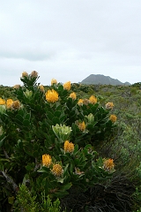 0958-Reis Zuid-Afrika2007